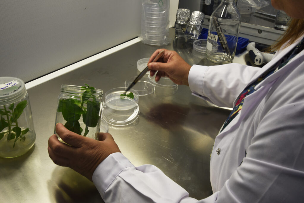 Terra Biomedical laboratory - agricoltura
